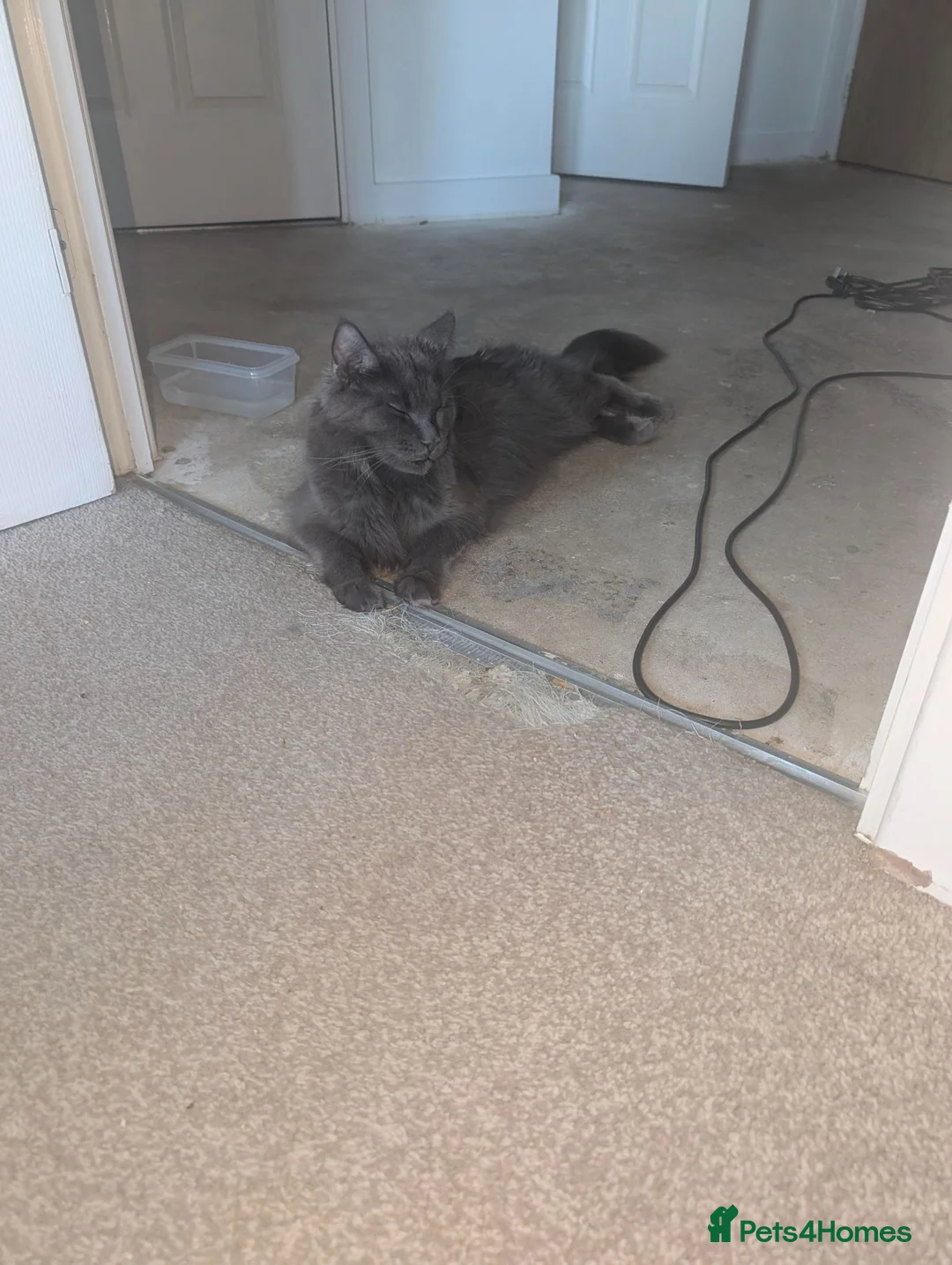 Maine Coon cats for sale: Maincoons wihtout papers  in Leamington Spa - Advert 21