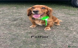 Mixed Breed dogs for sale: Dachshund and cocker spaniel puppies  - Image 7