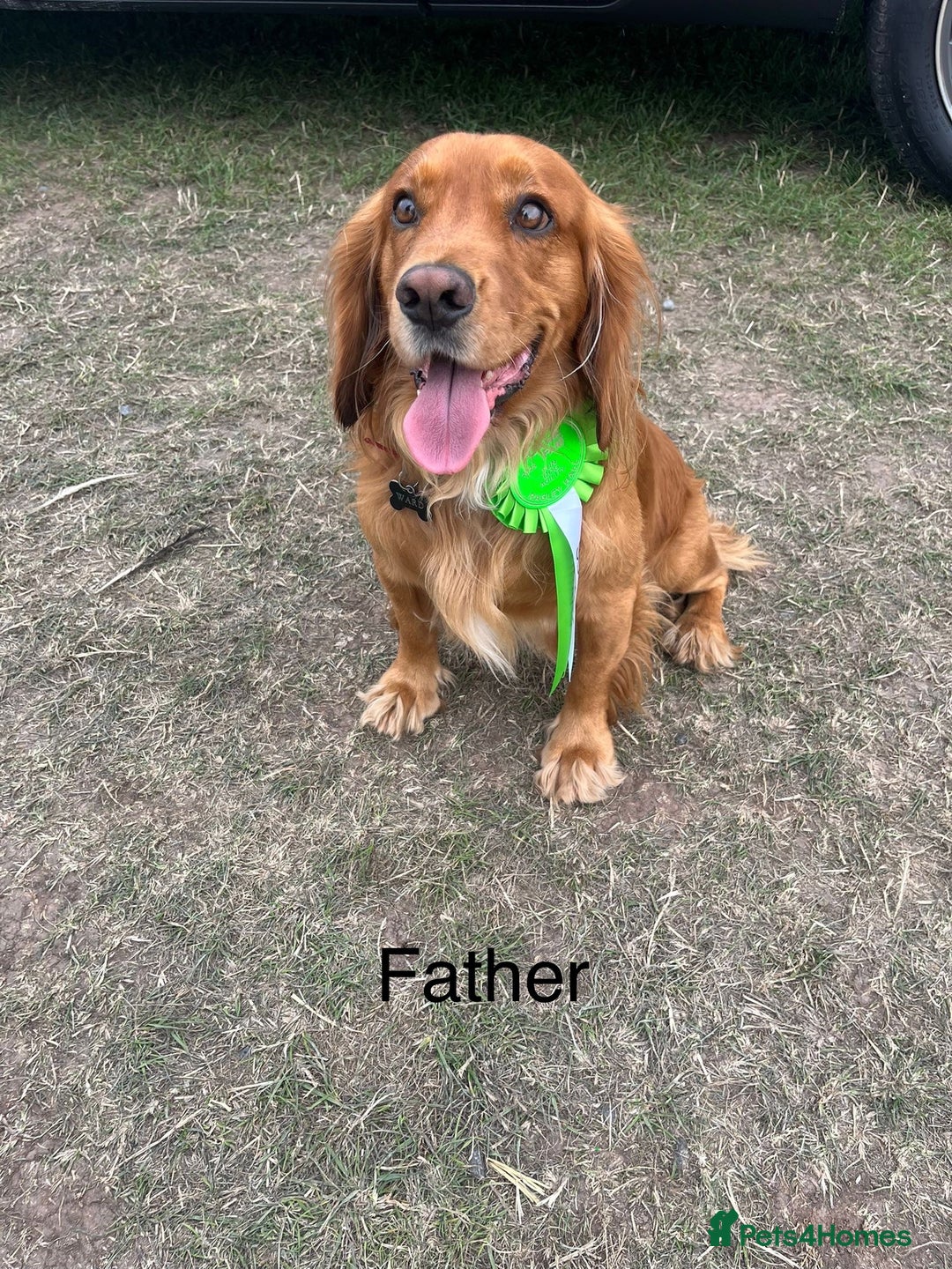 Mixed Breed dogs for sale: Dachshund and cocker spaniel puppies  - Image 7