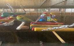 Budgerigars birds for sale: 11 budgies and 1 cocktails  - Image 13