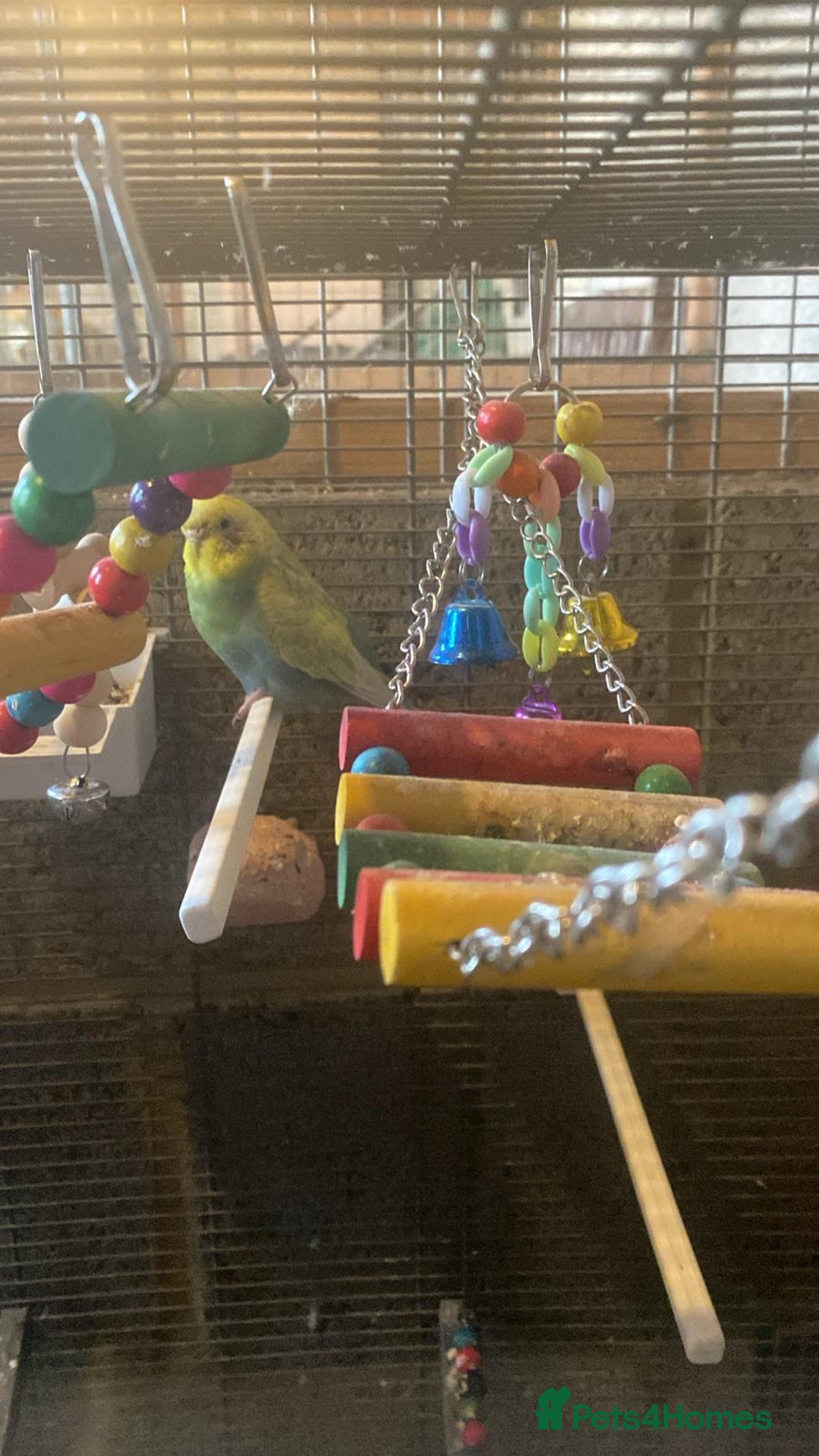 Budgerigars birds for sale: 11 budgies and 1 cocktails  - Image 13