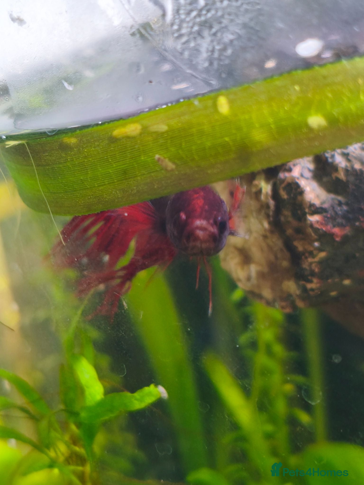 Bettas fish Sick Betta Looking For Someone to Care for Him  - Advert 2