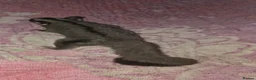 Sugar Glider rodents for sale: Sugar glider - Advert 5