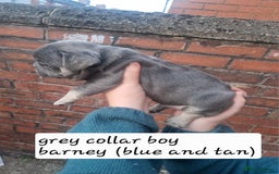 French Bulldog dogs for sale: 6 beautiful frenchies  - Image 16