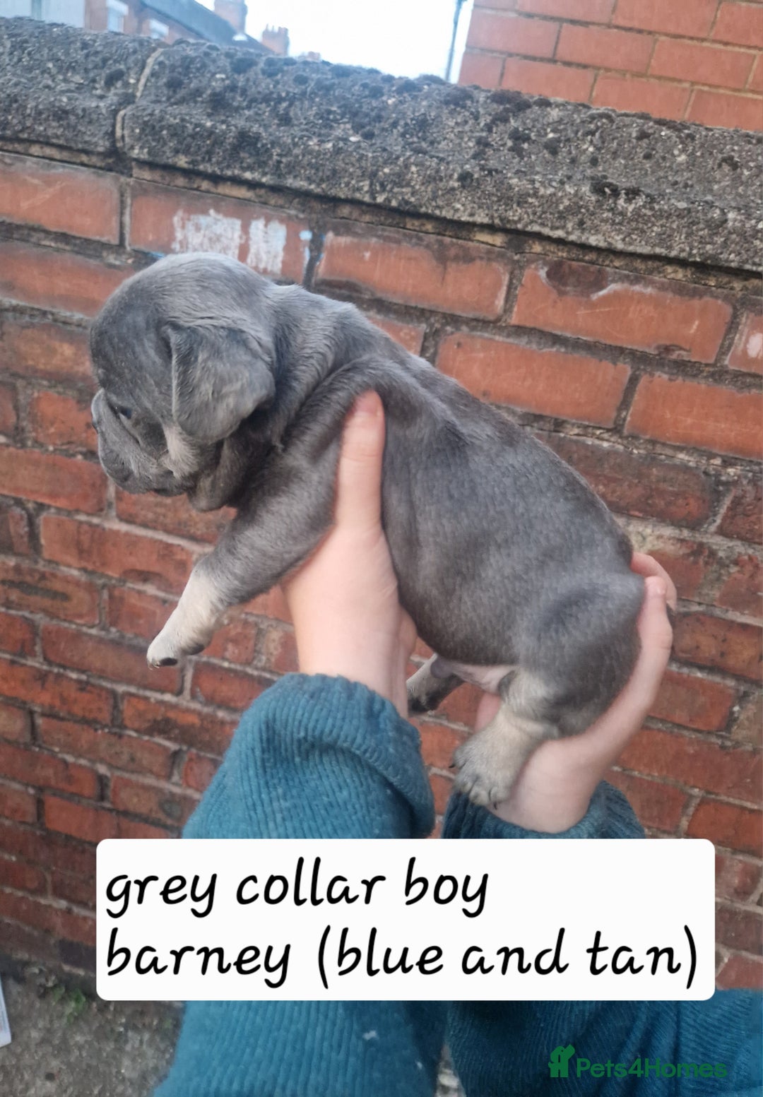 French Bulldog dogs for sale: 6 beautiful frenchies  - Image 16