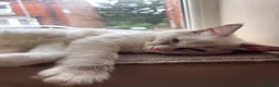 Ragdoll cats for sale: Male ragdoll - Advert 5