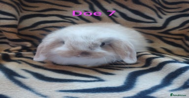 Mini Lop rabbits - Advert 4