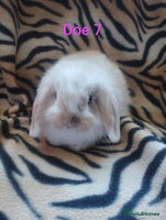 Mini Lop rabbits - Advert 4