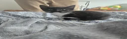 Mixed Breed cats for sale: 9 week old kitten  - Advert 1