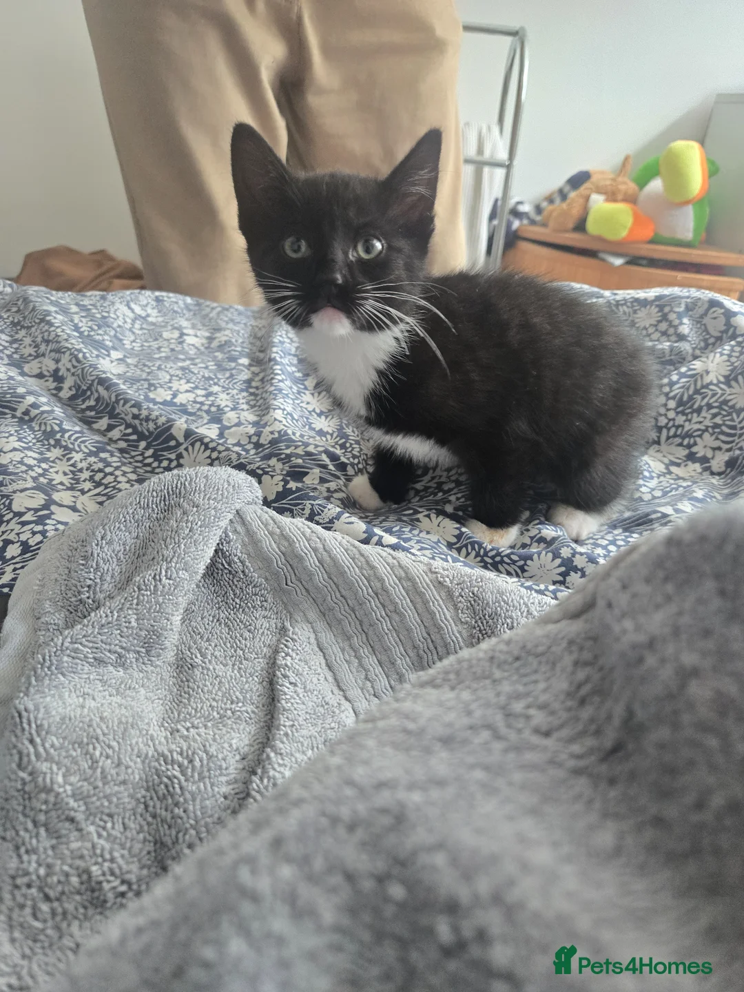 Mixed Breed cats for sale: 9 week old kitten  - Advert 1
