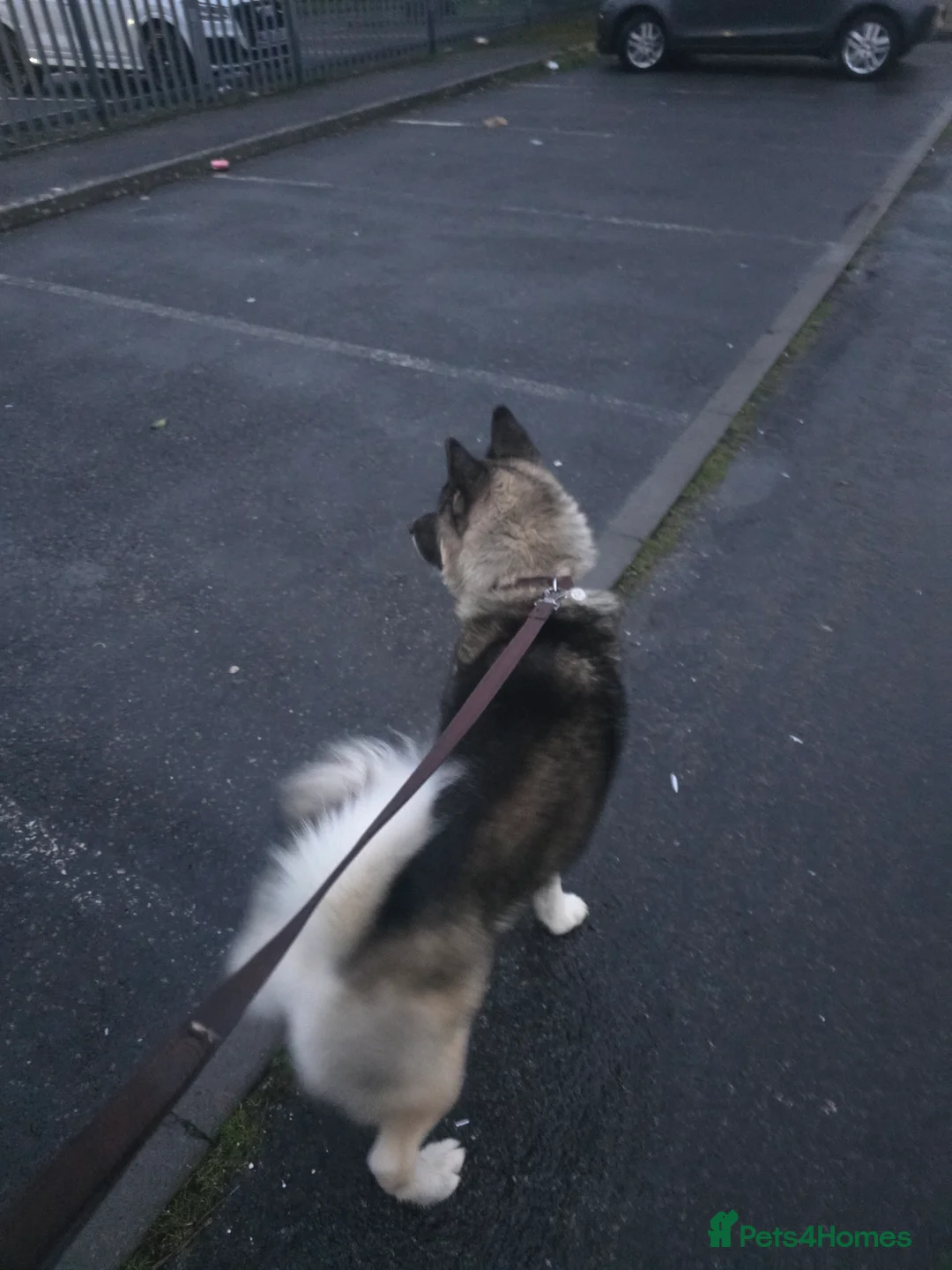 Mixed Breed dogs for sale: Pedro - Advert 4