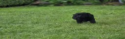 Cockapoo dogs for sale: Cockapoo Pups - Fully Health Tested and vaccinated in Wigton - Advert 16