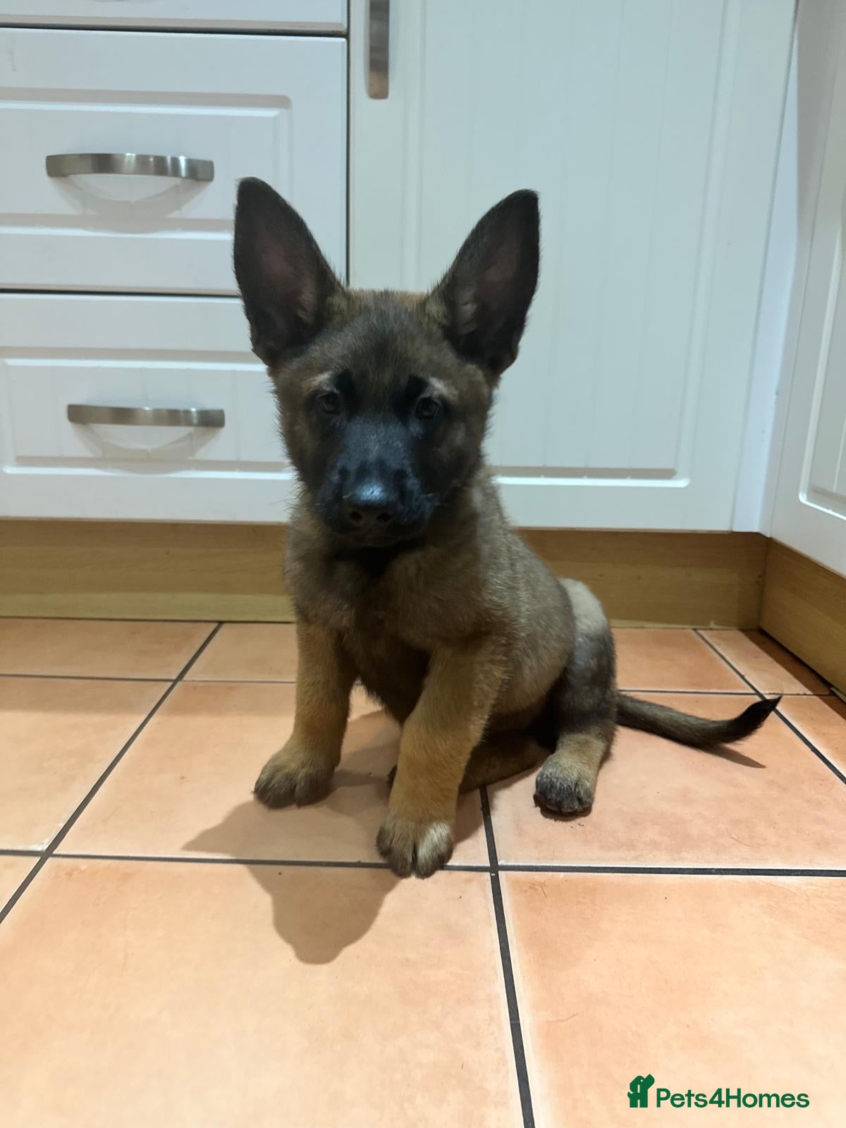 Mixed Breed dogs Belgian Malinois x German Shepherd puppies  - Advert 1