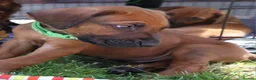 Rhodesian Ridgeback dogs for sale: !!KC CHAMPION AFRICAN RHODESIAN RIDGEBACK!! in Doncaster - Advert 9