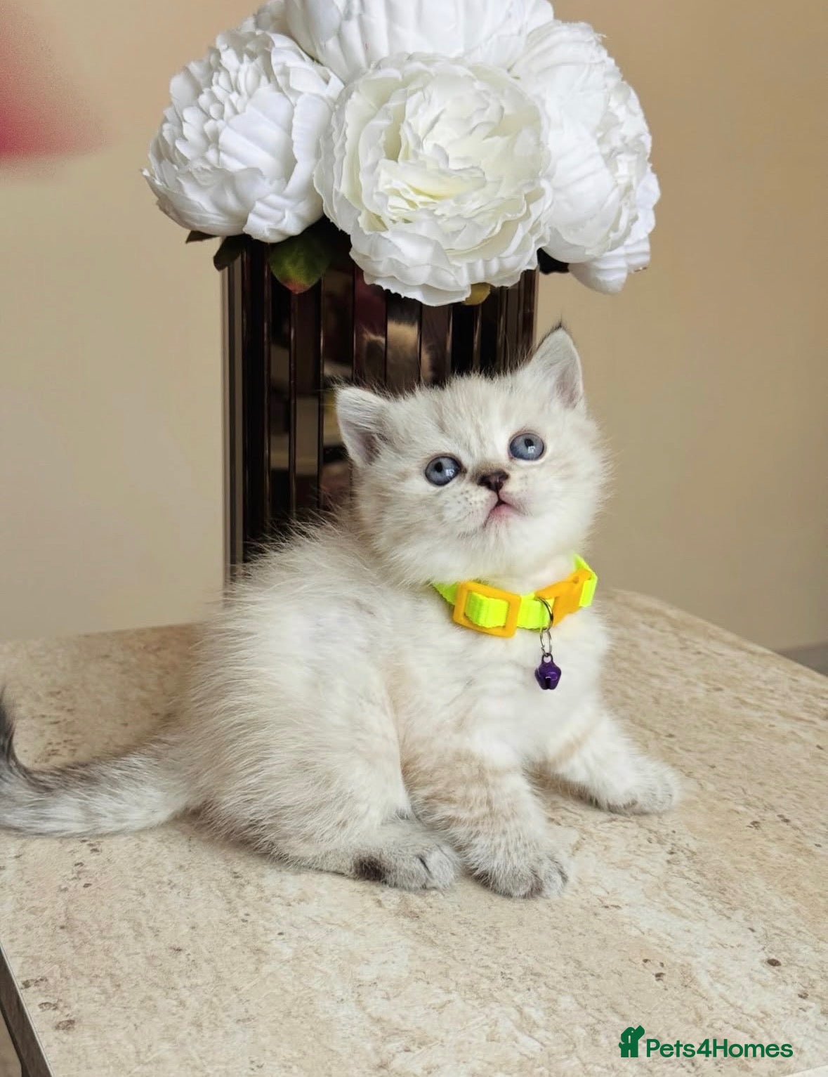 British Shorthair cats Beautiful female British shorthair kitten - Advert 2