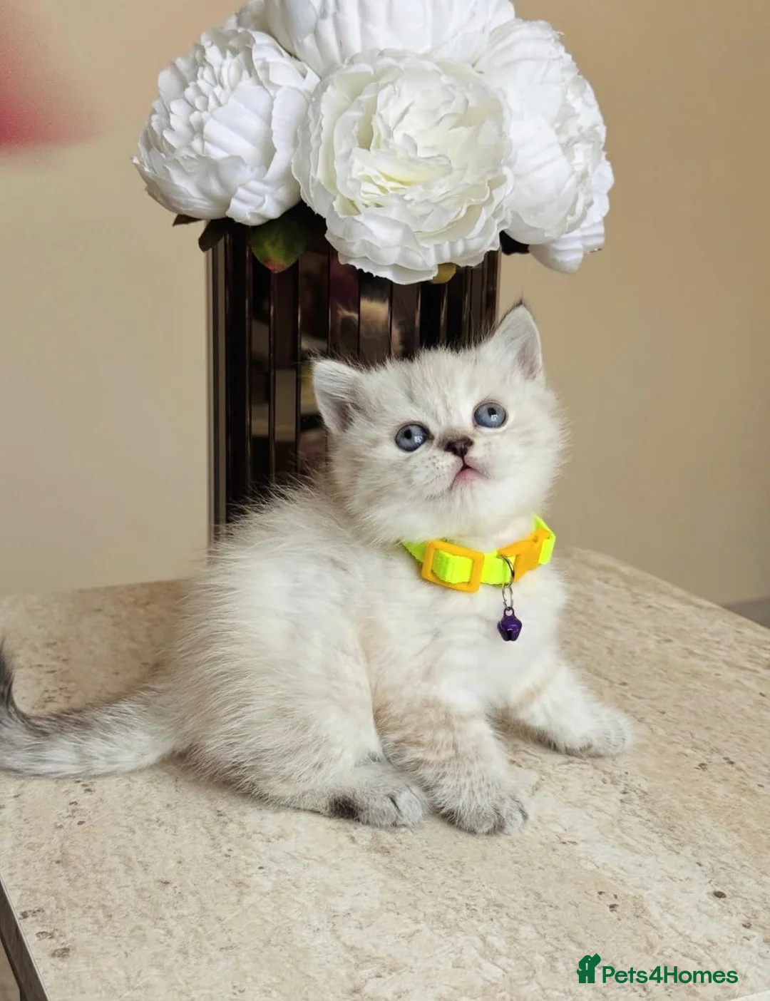 British Shorthair cats for sale: Beautiful female British shorthair kitten - Advert 1