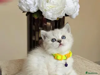 British Shorthair cats Beautiful female British shorthair kitten - Advert 1