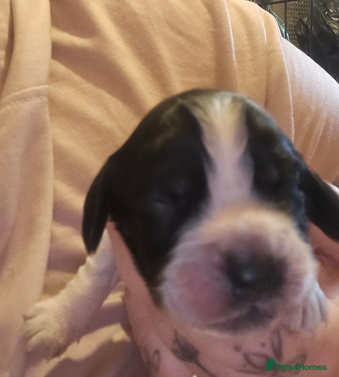 Cocker Spaniel dogs for sale: 4 beautiful cocker spaniel pups left  - Image 2