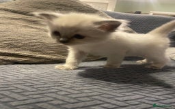 Ragdoll cats for sale: Beautiful Ragdoll Kittens - Image 7