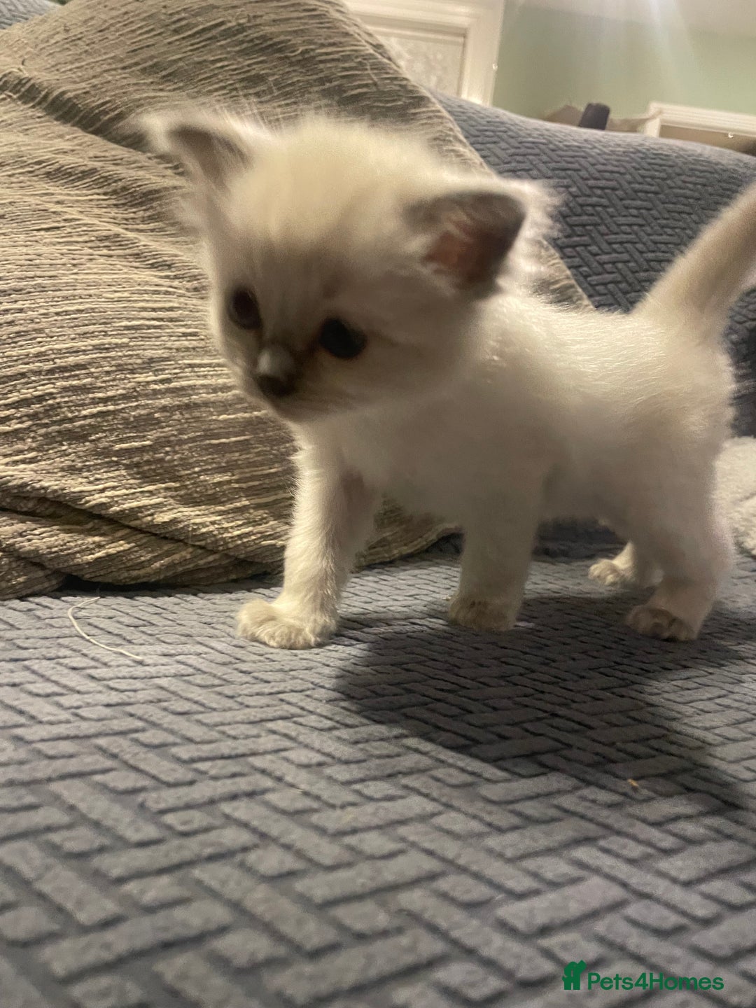 Ragdoll cats for sale: Beautiful Ragdoll Kittens - Image 7