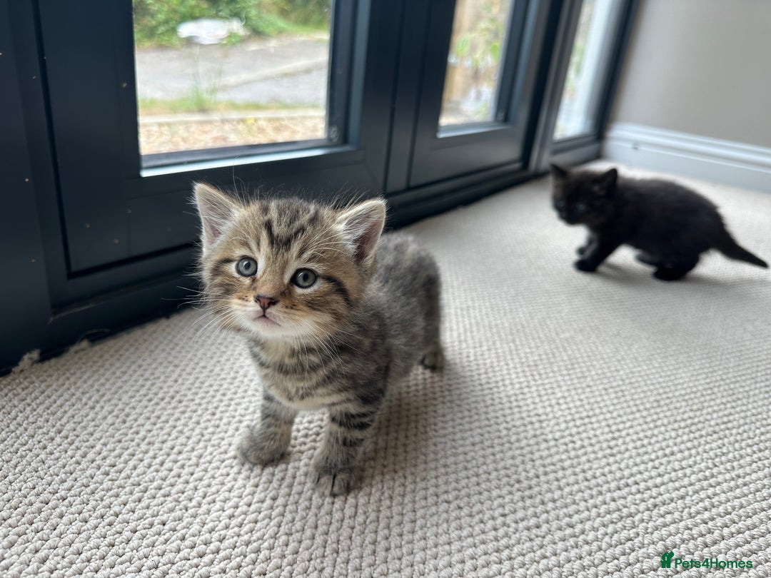 British Shorthair cats for sale: British Shorthair Cross kittens  - Image 6
