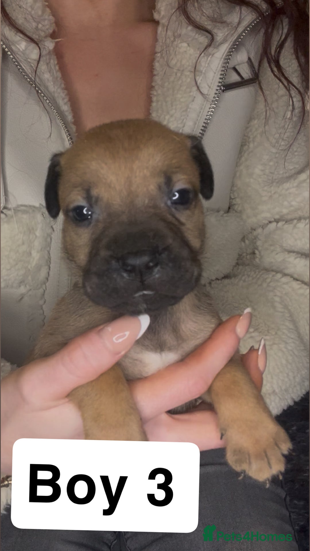 Mixed Breed dogs for sale: Mastiff puppies - Image 3