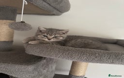 British Shorthair cats for sale: British Shorthair-Blue cream/silver tabby kittens  - Image 9