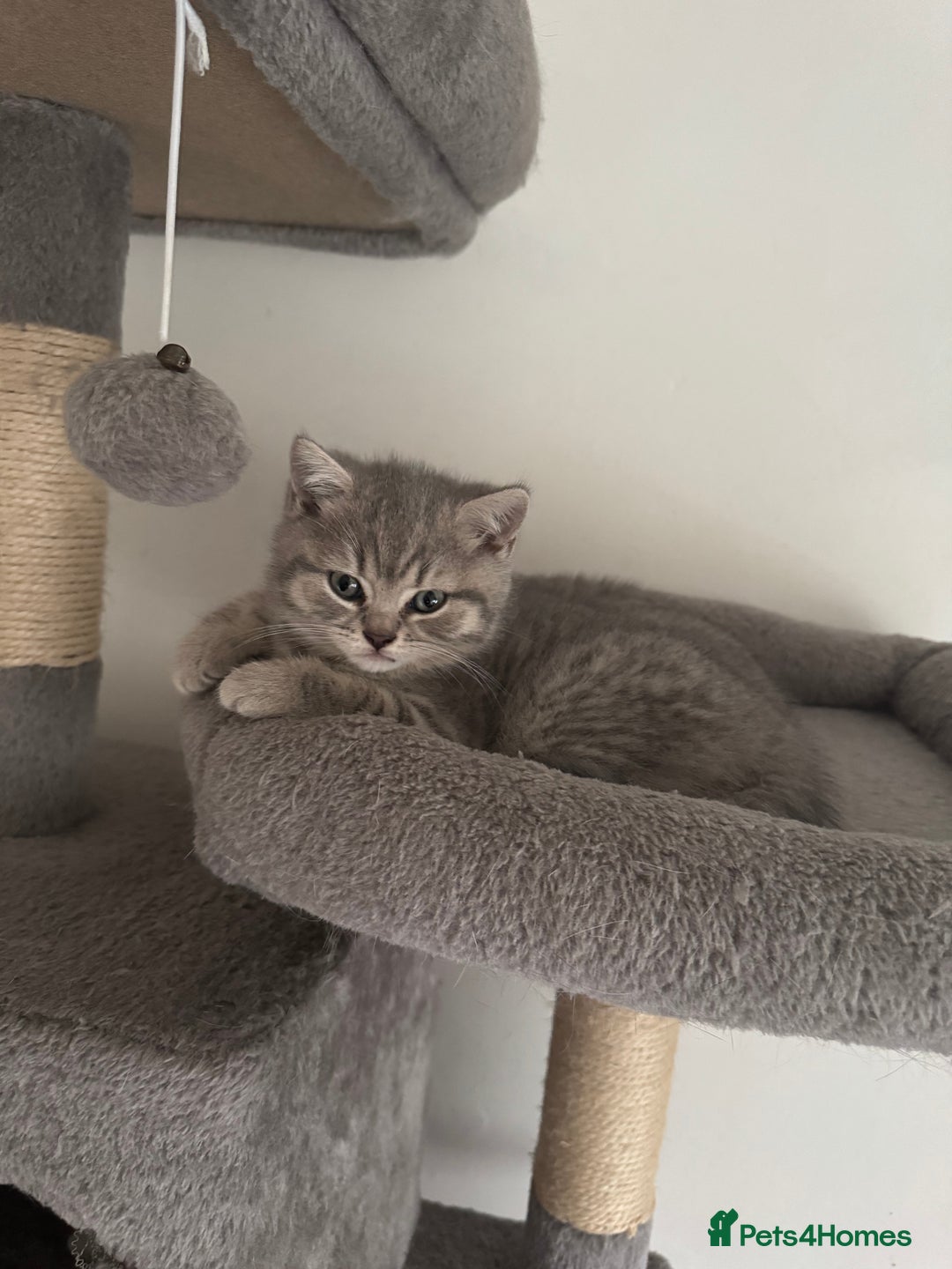 British Shorthair cats for sale: British Shorthair-Blue cream/silver tabby kittens  - Image 9