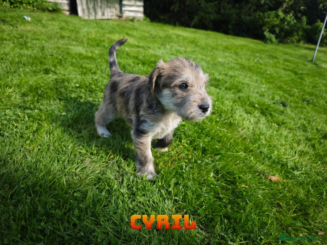 Mixed Breed dogs for sale: Parson Russell Cross Puppies  - Image 6