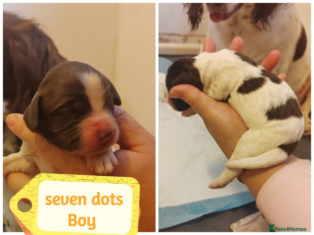 English Springer Spaniel dogs for sale: 🌟 Beautiful Springer Spaniel Litter - Image 30