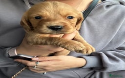 Cocker Spaniel dogs for sale: Cocker spaniel pups - Image 5