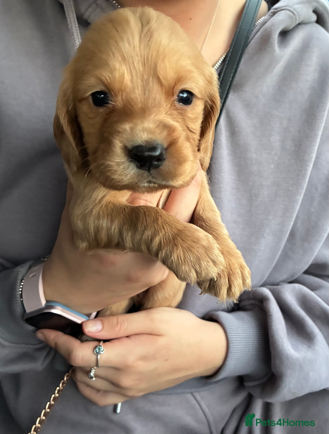Cocker Spaniel dogs for sale: Cocker spaniel pups - Image 5