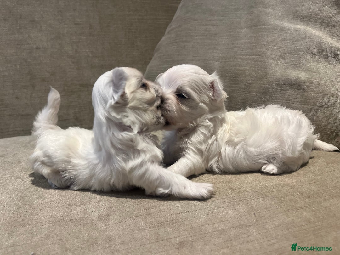 Maltese dogs for sale: Tiny Korean Maltese Boys - Advert 21