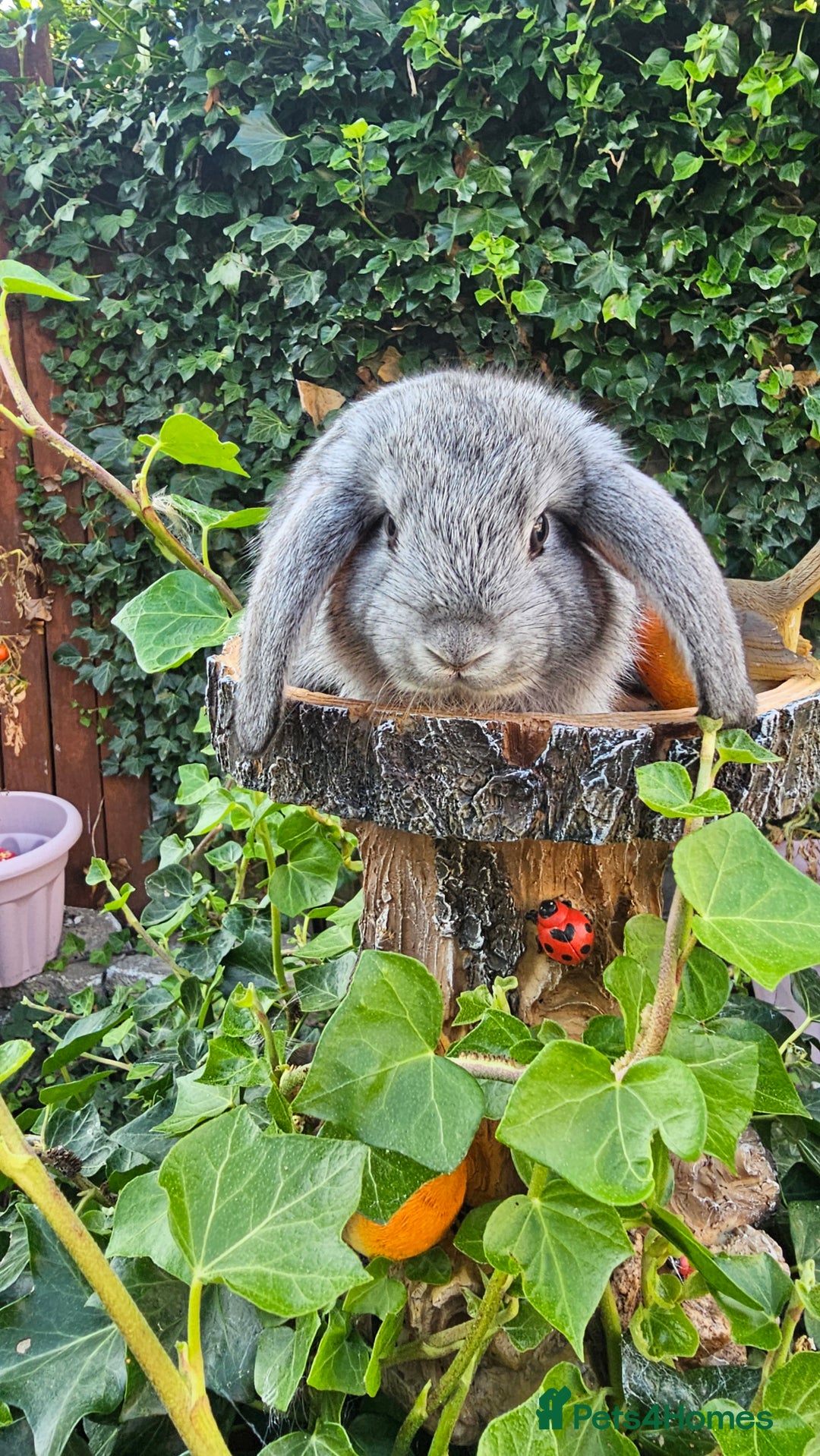 French Lop rabbits for sale: French Lop Bunnies 🐰  - Image 6