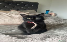 Mixed Breed cats for sale: 2 black kittens  - Image 3