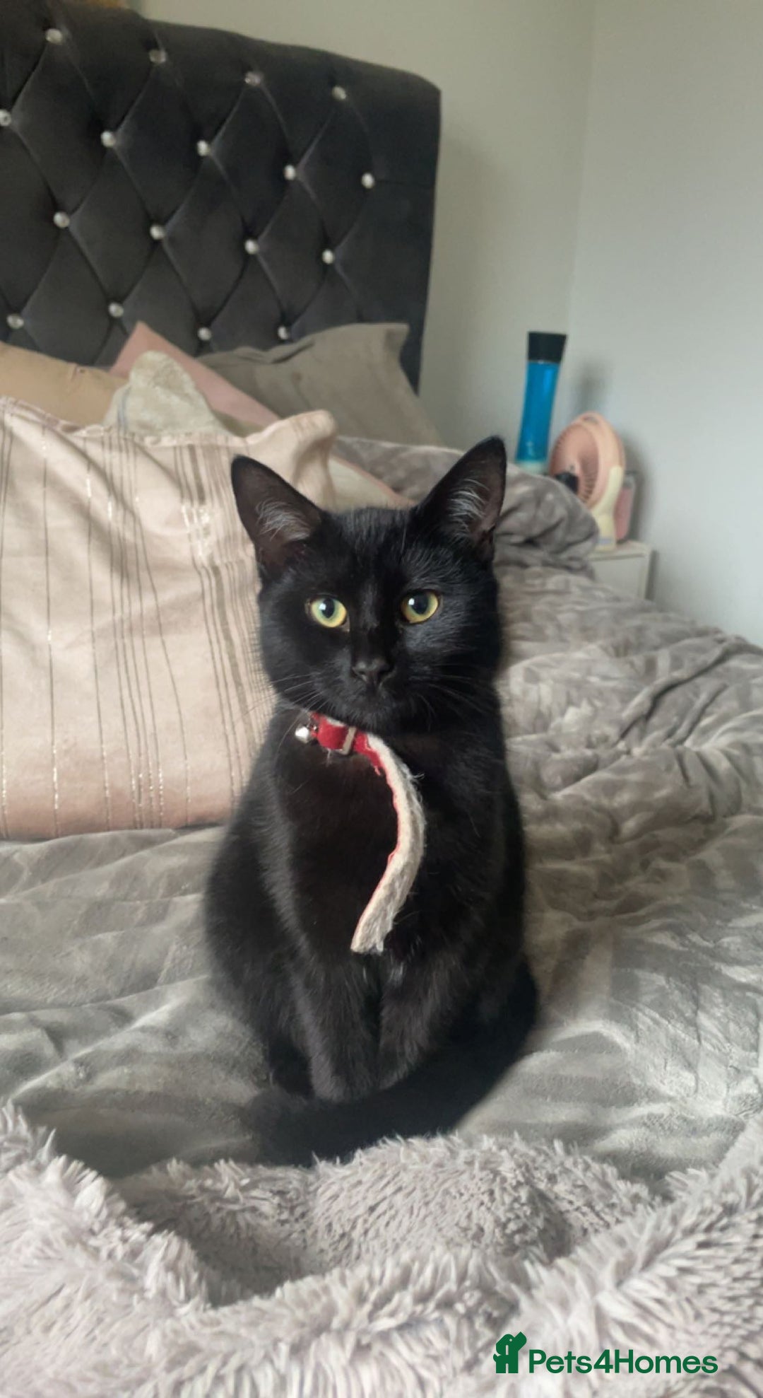 Mixed Breed cats for sale: 2 black kittens  - Image 3