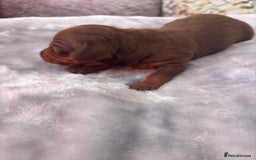 Miniature Dachshund dogs for sale: Miniature dachshund smooth hair pups  - Image 21