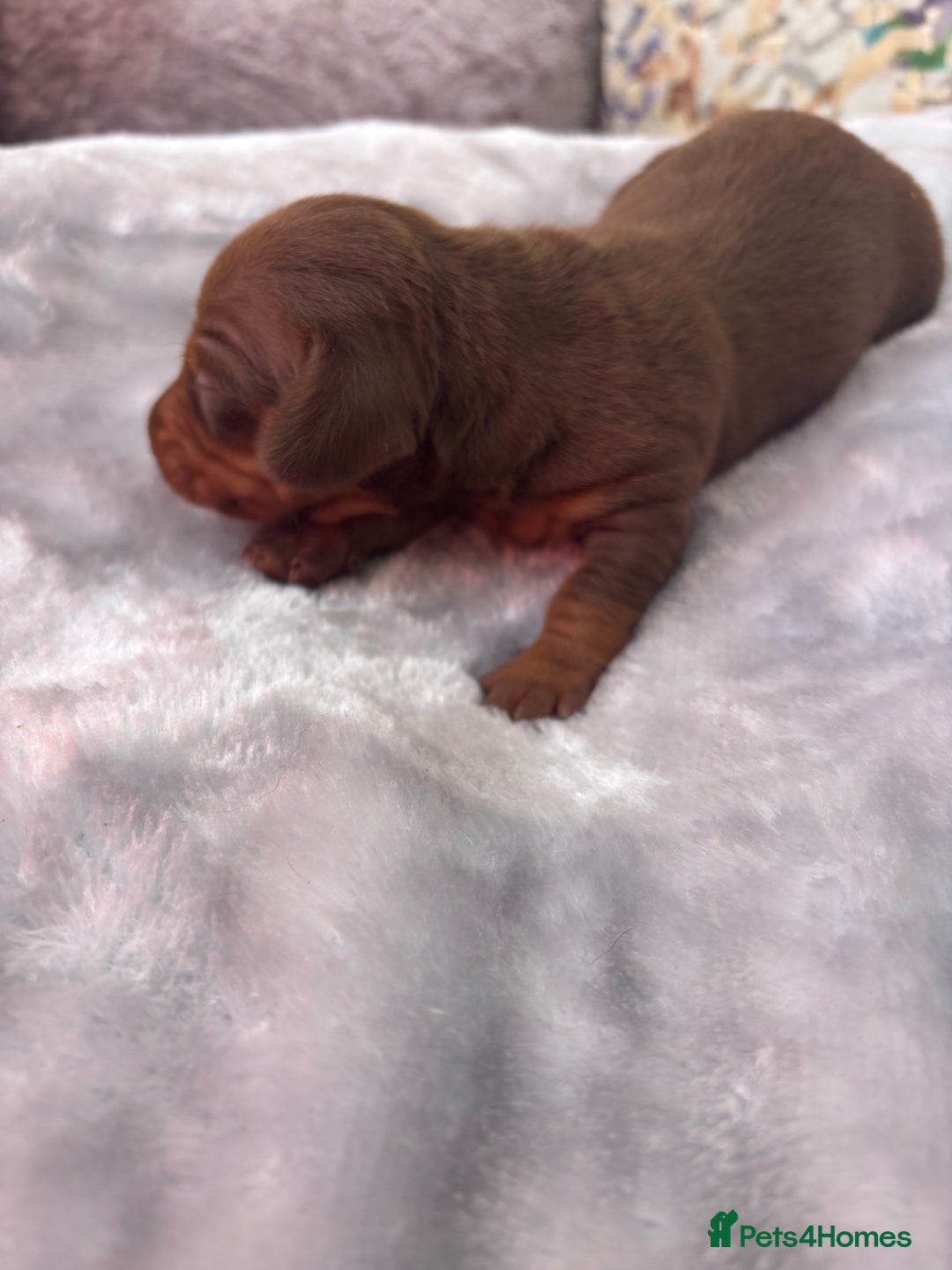 Miniature Dachshund dogs for sale: Miniature dachshund smooth hair pups  - Image 21