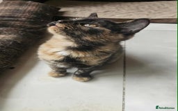 British Shorthair cats for sale: Stunning British Shorthair Kittens Ready Now! - Image 10