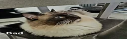 Ragdoll cats for sale: stunning  little  ragdoll  kittens  - Advert 4