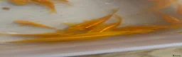 Corys fish for sale: Albino gold lazer corys.  - Advert 2
