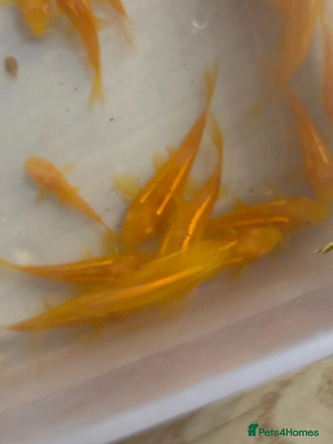 Corys fish for sale: Albino gold lazer corys.  - Advert 2