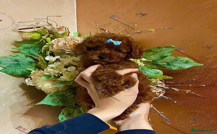 Toy Poodle dogs - Advert 15