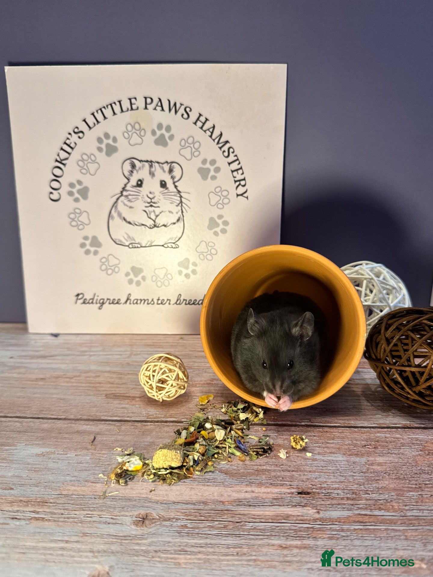 Hamster rodents for sale: Pedigree Syrian hamsters  - Advert 1