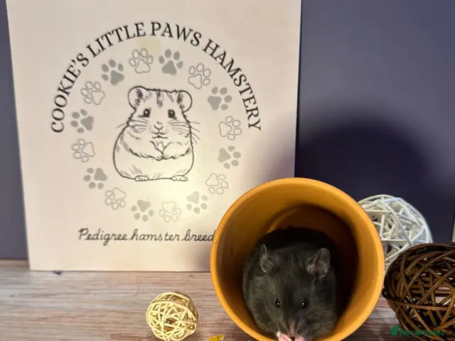 Hamster rodents for sale: Pedigree Syrian hamsters - Advert 1