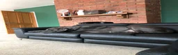 Great Dane dogs for sale: Great Dane Looking For Loving New Home - Advert 5
