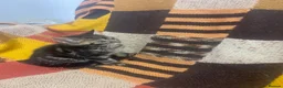 Mixed Breed cats for sale: Kittens looking for their forever homes  - Advert 17