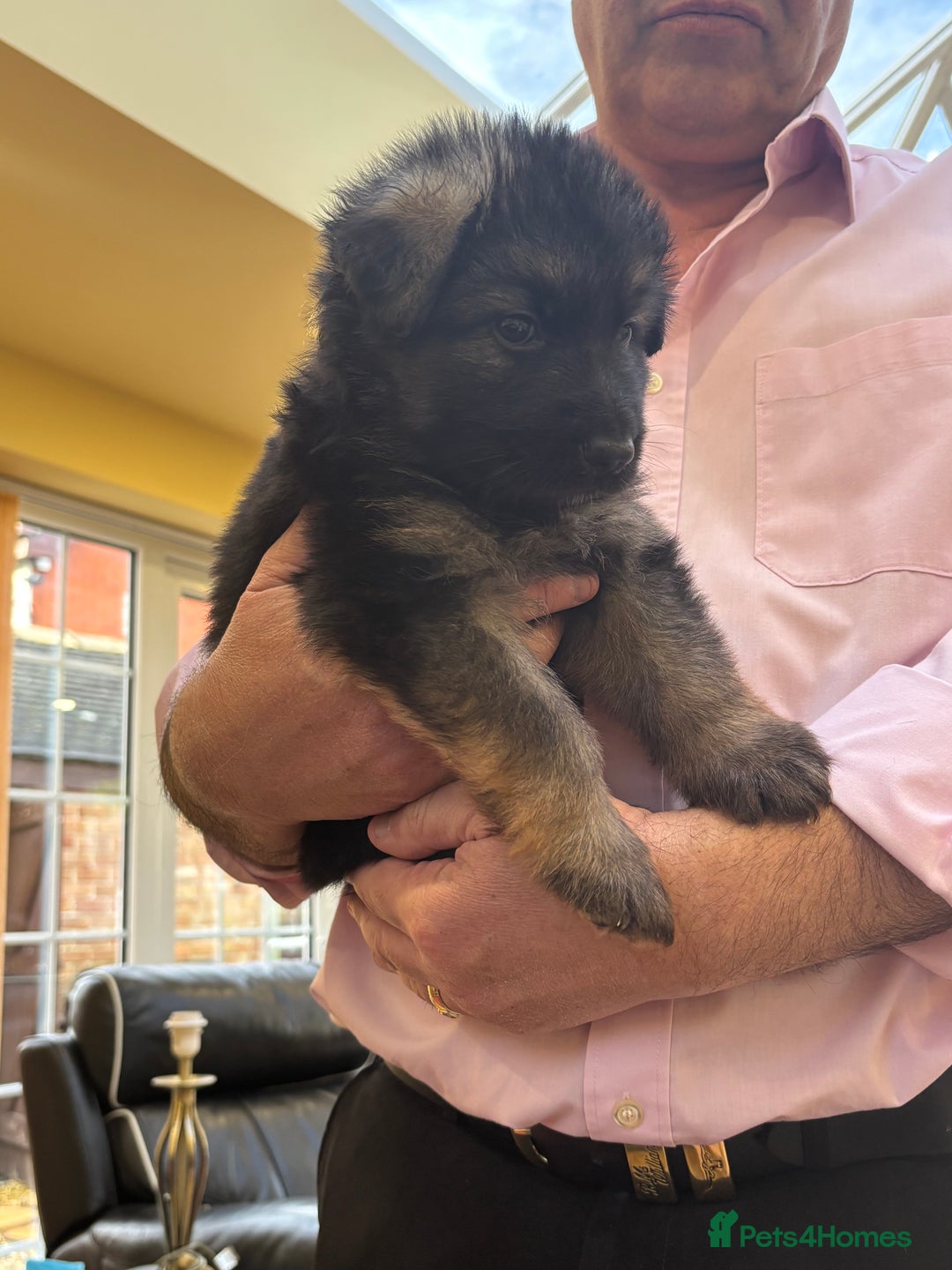 German Shepherd dogs for sale: Be my  **   - Advert 8