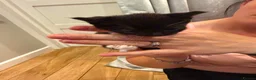 Mixed Breed cats for sale: Persian x - Advert 16