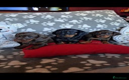 Dachshund dogs for sale: Beautiful Dachshund Puppies - Advert 23